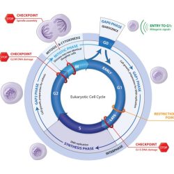 The eukaryotic cell cycle and cancer answer