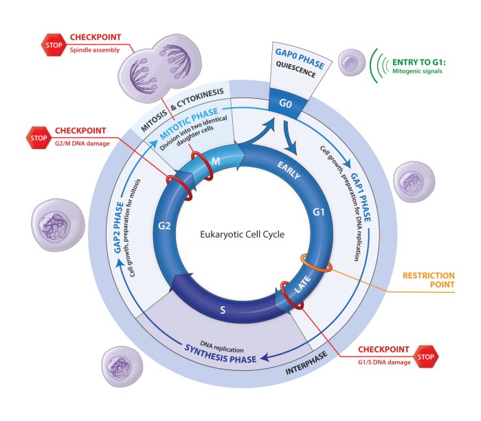 The eukaryotic cell cycle and cancer answer