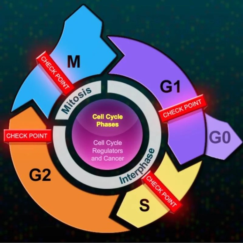 The eukaryotic cell cycle and cancer answer