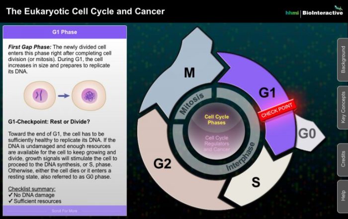 Checkpoints biology eukaryotic phase divide 2bimage datastreams proceed chromosomes