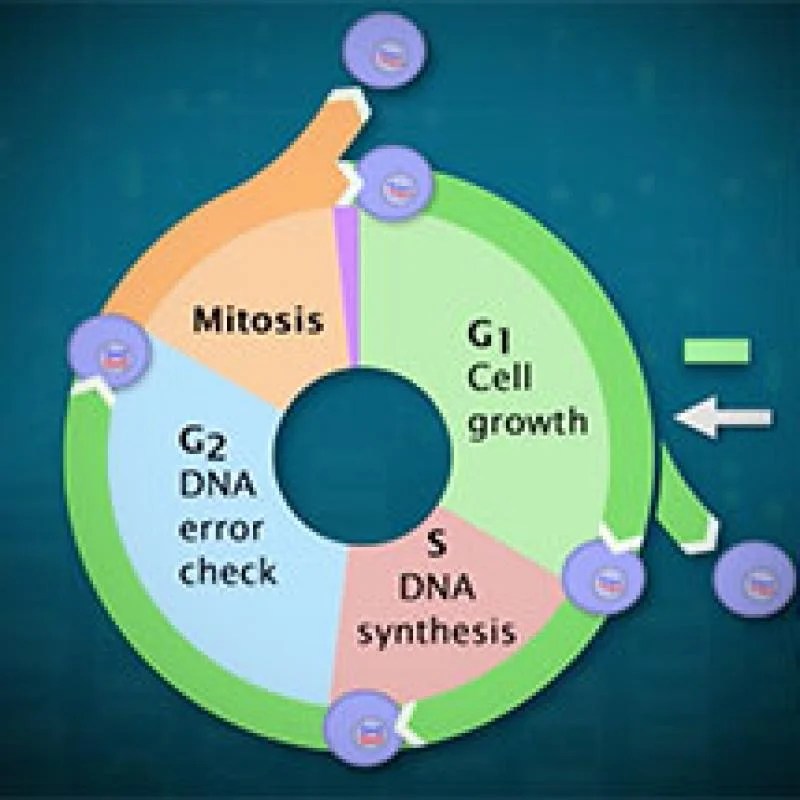 Cycle cell associated molecular events steps mcclean pubweb ndsu cellcycle edu