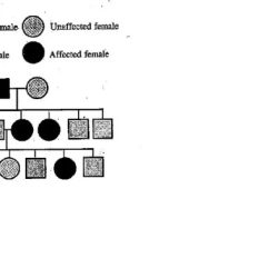 Pedigree genetics problems autosomal worksheets esteem