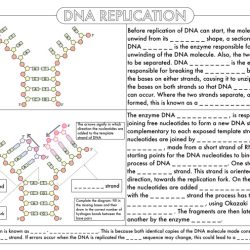 Dna rna and protein synthesis worksheet answer key