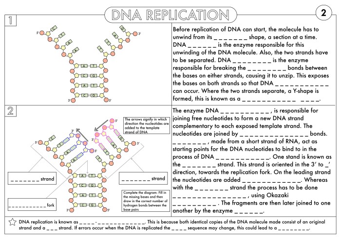 Dna rna and protein synthesis worksheet answer key