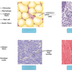 Thyroid gland histology microscope normal slides tissue slide endocrine biology anatomy medicine medical microscopic system notes science he school histologia