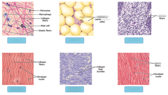 Thyroid gland histology microscope normal slides tissue slide endocrine biology anatomy medicine medical microscopic system notes science he school histologia